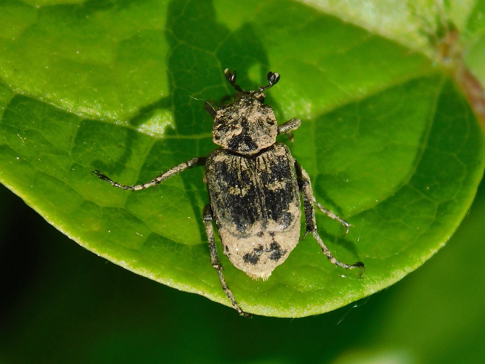 Valgus hemipterus