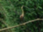 Ardea purpurea