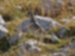 Charadrius morinellus