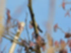 Aegithalos caudatus