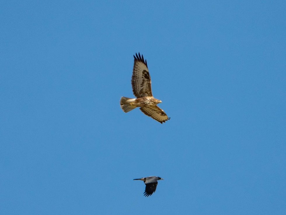 Buteo buteo
