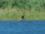 Phalacrocorax carbo