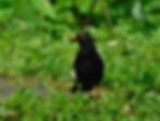 Turdus merula