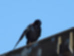 Pyrrhocorax pyrrhocorax