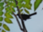 Turdus merula