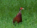 Phasianus colchicus