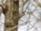 Poecile palustris