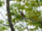 Lanius collurio