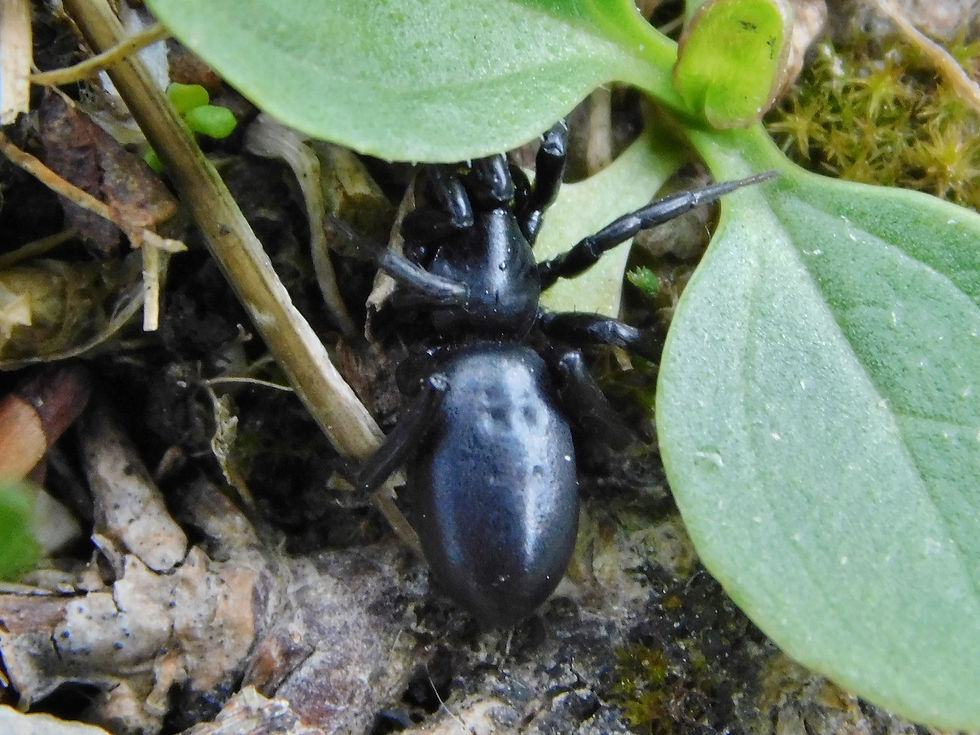 Zelotes sp.