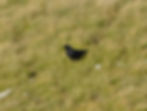 Corvus corax