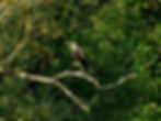 Pandion haliaetus