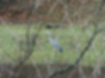 Ardea cinerea