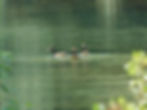 Anas platyrhynchos