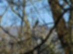 Phalacrocorax carbo