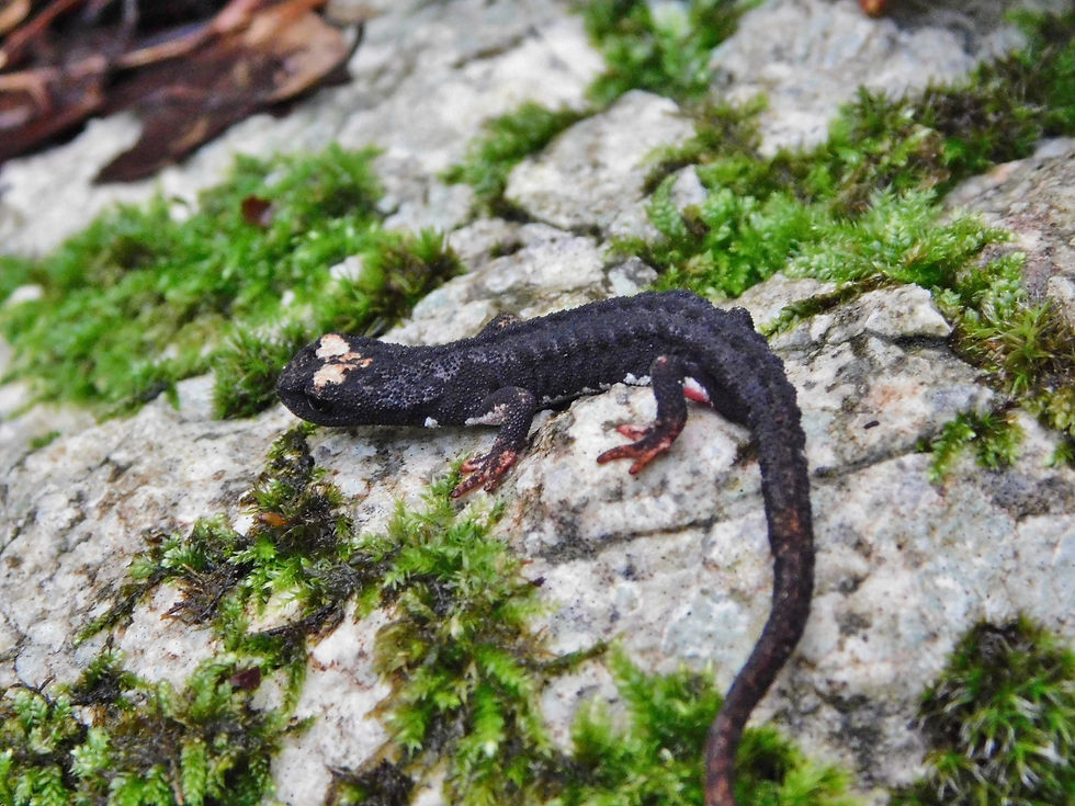 Salamandrina perspicillata