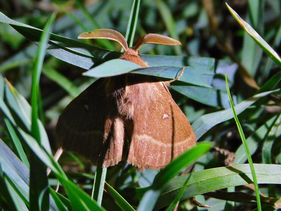 Lasiocampa trifolii