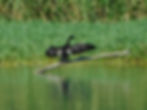 Phalacrocorax carbo