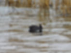 Fulica atra