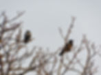 Corvus cornix