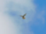 Falco tinnunculus