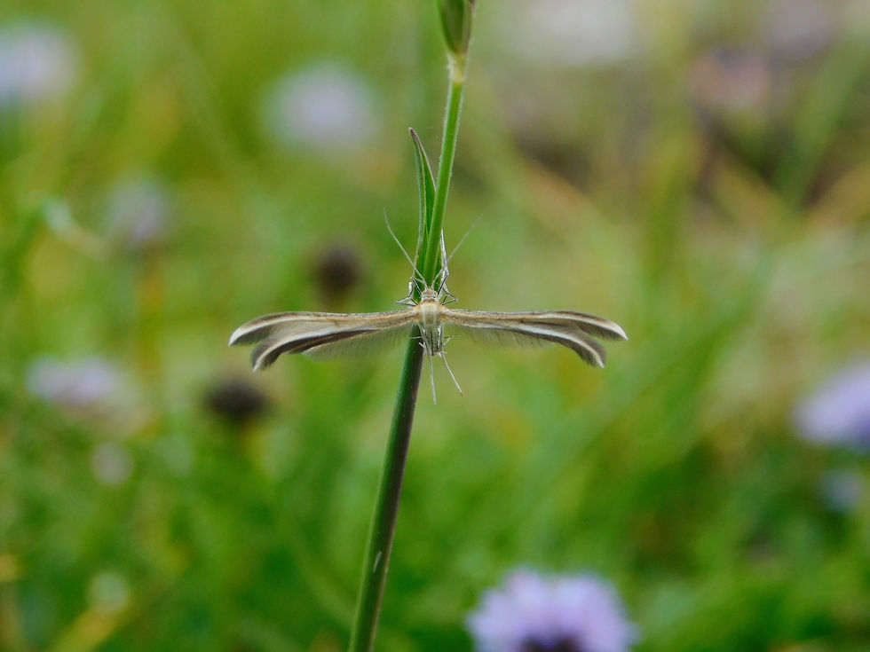 Merrifieldia cfr. leucodactyla