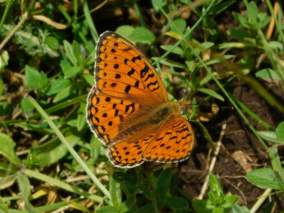 Argynnis niobe