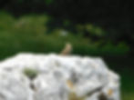 Anthus trivialis