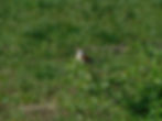 Lanius collurio