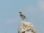 Oenanthe oenanthe