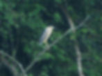 Nycticorax nycticorax