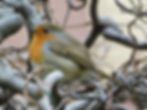 Erithacus rubecula