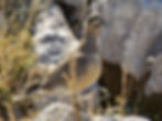 Charadrius morinellus