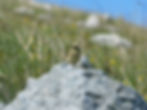 Anthus campestris
