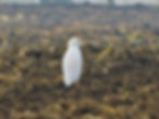 Bulbucus ibis