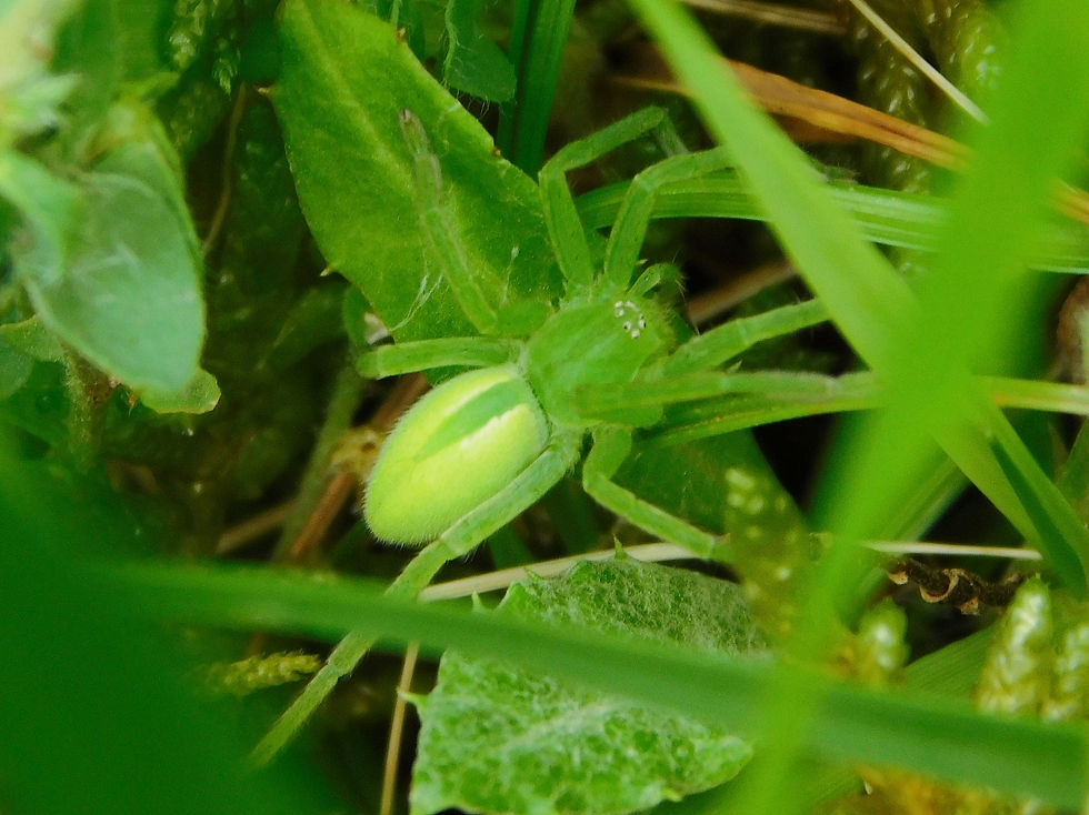 Micrommata virescens