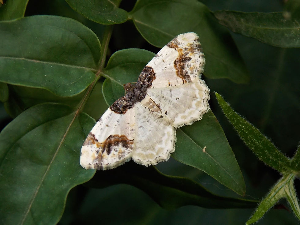 Ligdia adustata