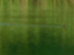 Tachybaptus ruficollis
