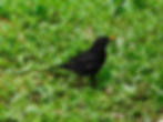 Turdus merula