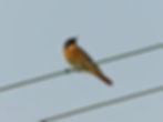 Phoenicurus phoenicurus