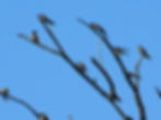 Hirundo rustica