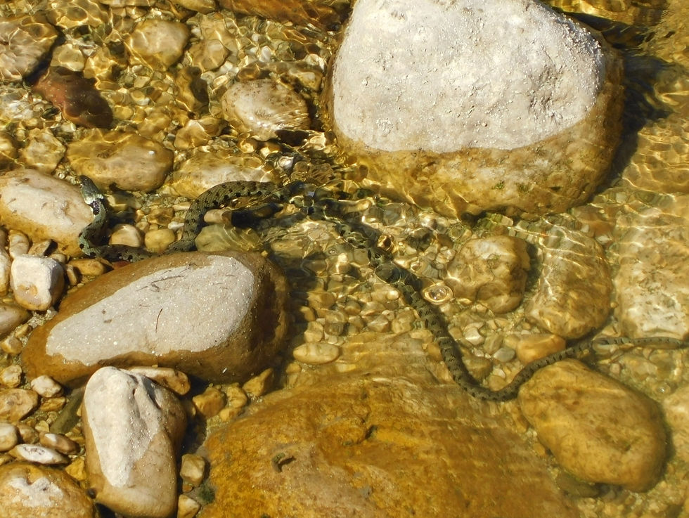 Natrix helvetica