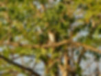 Muscicapa striata