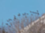 Corvus cornix