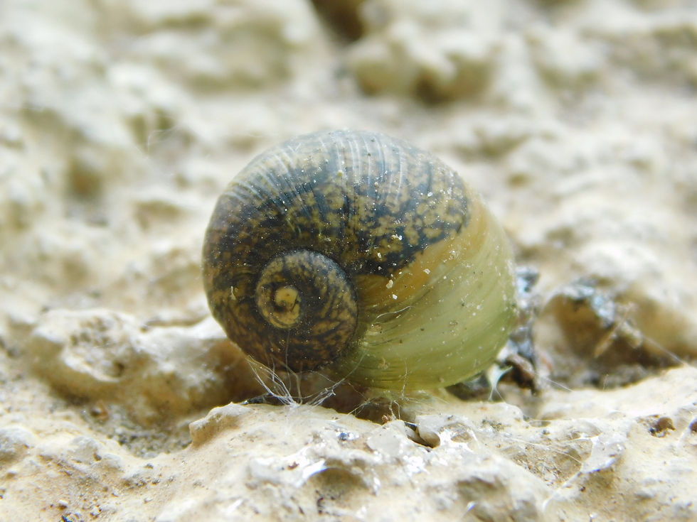 Cantareus apertus