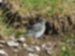 Motacilla alba