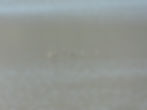 Tringa nebularia