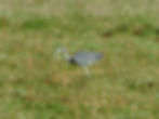 Ardea cinerea