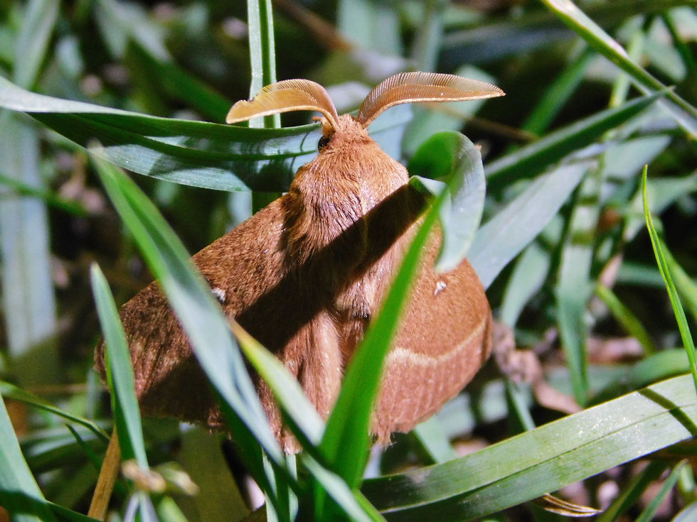 Lasiocampa trifolii