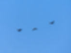 Phalacrocorax carbo