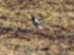 Corvus cornix